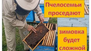 Предварительное формирование пчелосемей в зиму.