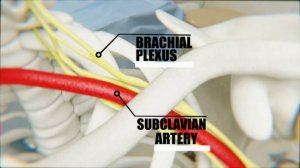 ПОДКЛЮЧИЧНАЯ АРТЕРИЯ - анатомия, топография, ветви