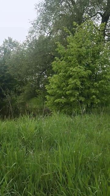 Дуэт-соловей и лягушка #shorts