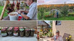 С УТРА РАНО СЪЕЗДИЛИ В ЛЕС, НАБРАЛИ ГРИБОВ, ПОЧИСТИЛИ,ПОМЫЛИ И УЛОЖИЛИ В БАНКИ.