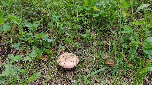 Деревенская эстетика