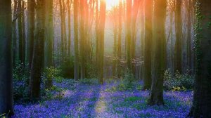 Музыка леса