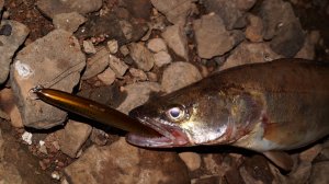 Ловля ночного судака с лодки