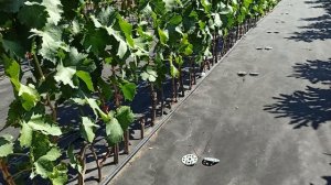 Каталог готов! Принимаю заказы на саженцы!Тел,WhatsApp и Telegram. : 8-918-43-794-43