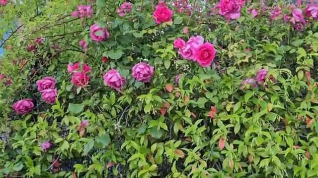 🌿🌿🌿🌸 смотреть онлайн