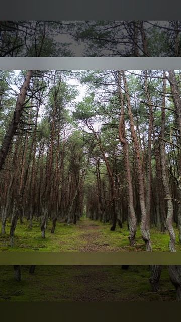 Природа Калининграда и области 2025 год.. смотреть онлайн