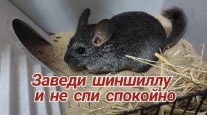 Шиншила. Чудо зверь.