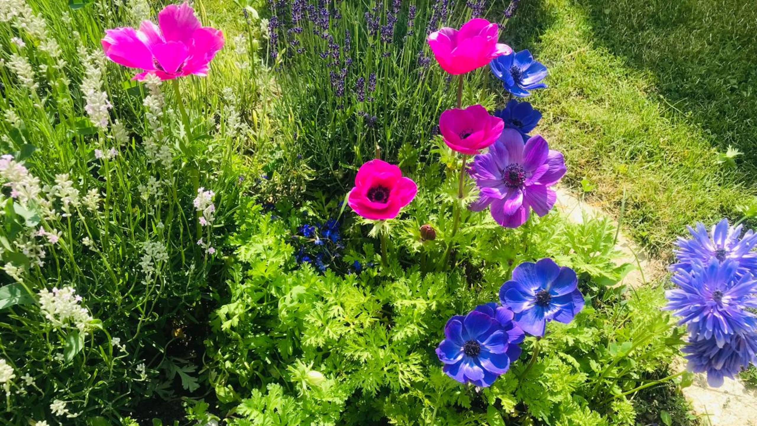 Анемоны удивляют своей красотой и продолжительностью цветения!