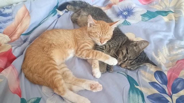 Наши котики😊 смотреть онлайн