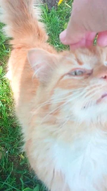 Котики Белой Колпи #shorts_video #котикипопятницам