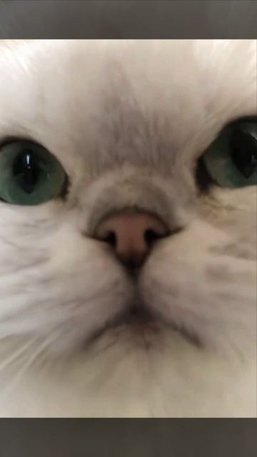 Гав! смотреть онлайн