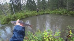 Набрели на РЕЧКУ В Дикой ТАЙГЕ/Рыбалка на ХАРИУСА по МУТНОЙ воде ОСЕНЬЮ/Хариус Покатился в СЕНТЯБРЕ
