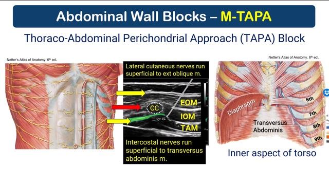 M-TAPA Block- Anatomical Principles [2023] перевод