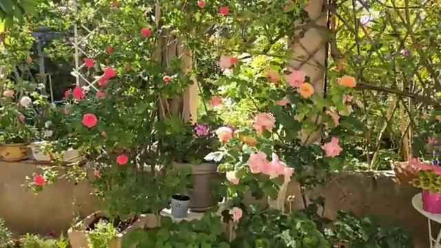 Прованс 🌻🌻🌸 смотреть онлайн