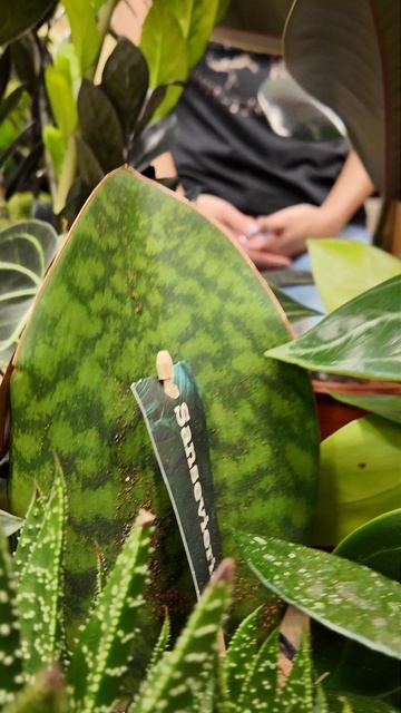 Комнатные растения с тёмно-зелёными листьями. Подборка растений по цвету.