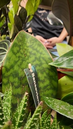 Комнатные растения с тёмно-зелёными листьями. Подборка растений по цвету.