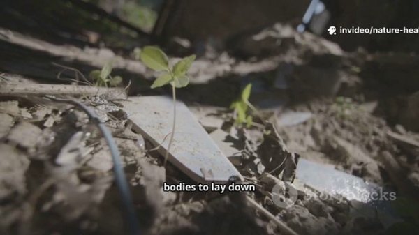 Why Nature Is the Ultimate Health Hack