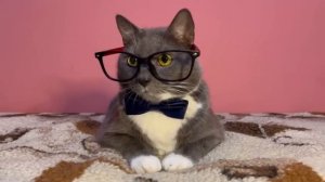 1 сентября котинет