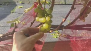 Виноград в Калужской обл. Циравас аграа. Обзор на 30.08.25..mp4