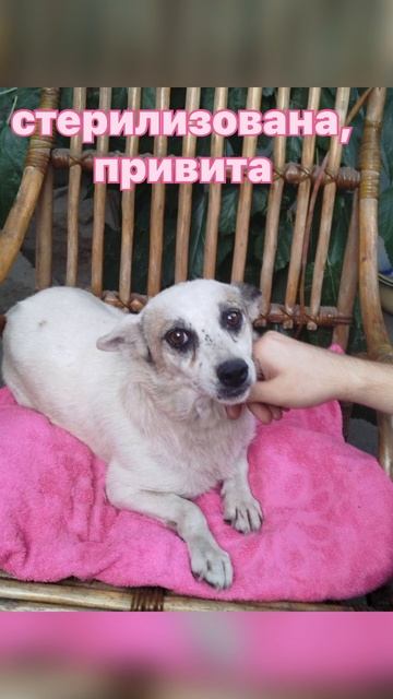 ищу хозяина