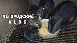 Сначала кормим малышей. Мало молока у НУТРИИ. 03.09.25