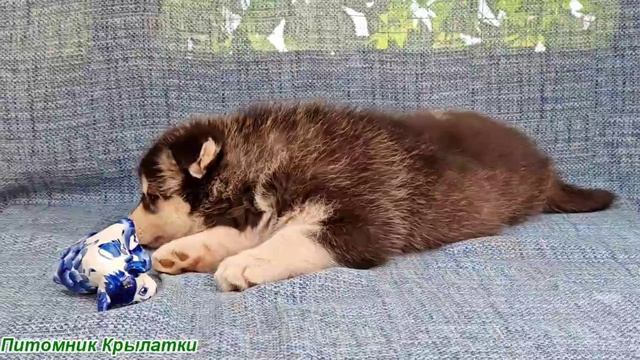 Предлагаем черно-белого мальчика щенка хаски, родился 22 июля 2025 года