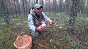 ОСТОРОЖНО БОРОВИКИ! КАК СОБРАТЬ КОРЗИНУ БЕЛЫХ ГРИБОВ!? СБОР ГРИБОВ НА БЕЛОМОШНИКЕ \ ТИХАЯ ОХОТА 2025