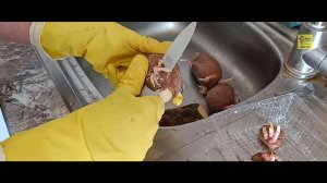 Урожай картошки из глазков