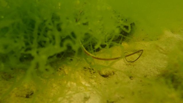 Морское шило, змеевидная морская игла Nerophis ophidion P7160103