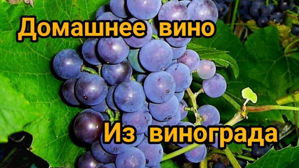ВИНО ИЗ ВИНОГРАДА 🍇 ДОМАШНЕЕ ВИНО 🍇 ДЛЯ НОВИЧКОВ ПРОСТОЙ РЕЦЕПТ 🍇 ВИНО ИЗ КИСЛЫХ СОРТОВ 🍇 смотреть онлайн