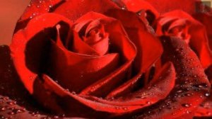 НЕЖНАЯ МЕЛОДИЯ САКСОФОНА