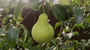 Груша Просто Мария.Обзор сорта.