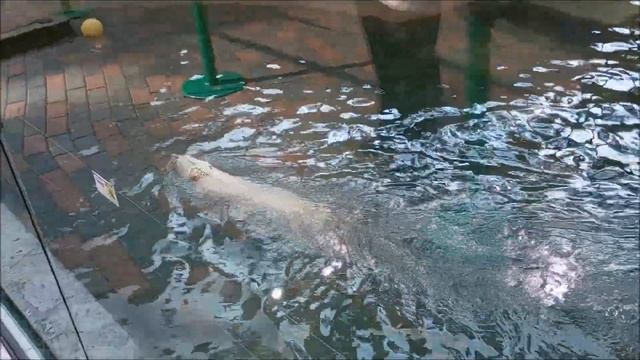 Белка продолжает плавать, а Стрелка занимается марафоном 03.09.2025 смотреть онлайн