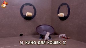 Видео для кошек про крысок развлекать питомцев 🐭🐀😂 (308)