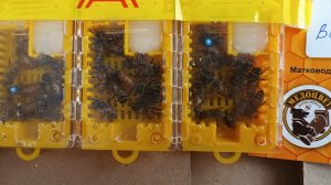 Доотправка плодных маток Бакфаст Борец Варроарезистентная