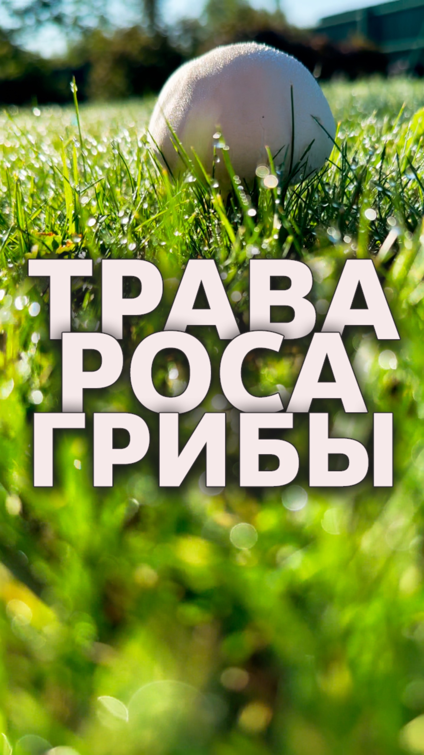 ТРАВА 🌿 РОСА 💧 ГРИБЫ 🍄 #надаче смотреть онлайн