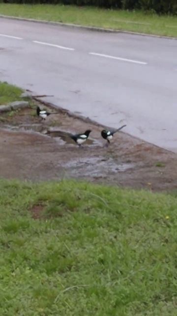 Сороки #shorts