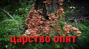 Опята осенние. 5 сентября 2025