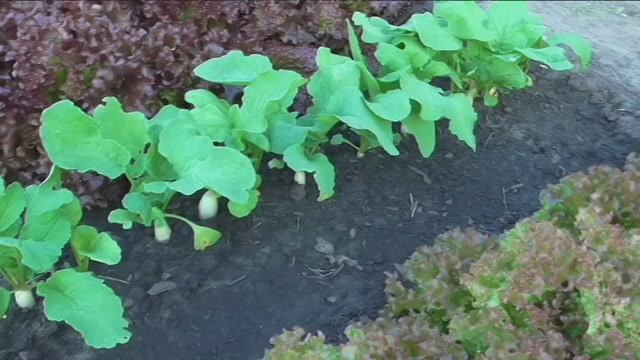 Редиска ЛЕДЯНАЯ СОСУЛЬКА