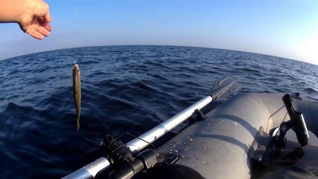 Рыбалка на Финском заливе. Отчёт за 06.09.25. РЛЦ "Раскат". Плотва, густера.