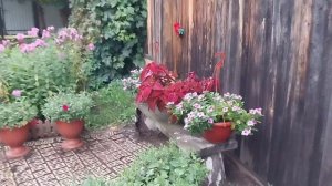 Жизнь в деревне. Из города в деревню.