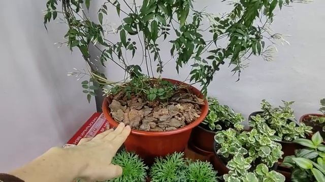 🎋🎋🎋🌿 смотреть онлайн