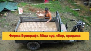 Ферма Бушкрафт в Пханге. Вьетнам.  Яйца кур, сбор, продажа