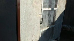 ииииии йнйнройцепц голуби обзор на пельмени из голубей 🐟