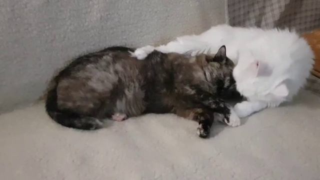 Леся и Сёма - Кошачье блаженство смотреть онлайн