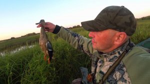 Охота Утку Осень 2025г. Первая Вечёрка в Сезоне.