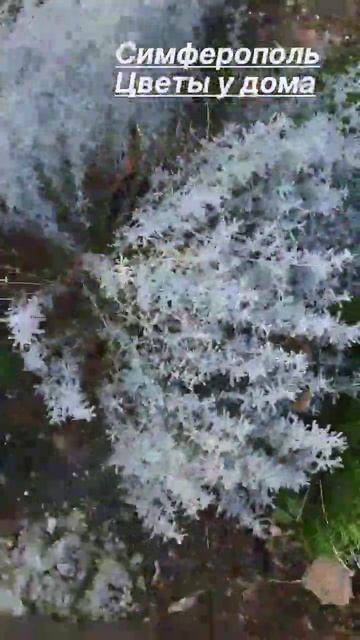 Симферополь - цветы у дома