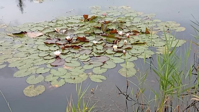 Есть в графском парке старый пруд, там лилии цветут... смотреть онлайн