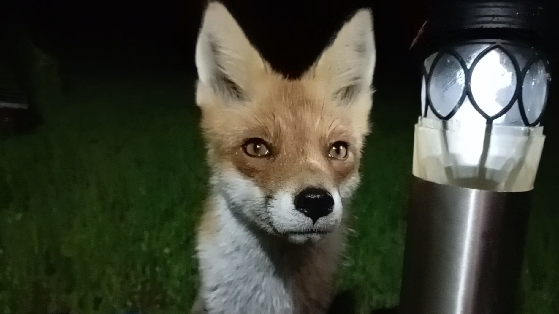 (1107) Лиса приходит в гости. Сентябрь 2025. смотреть онлайн