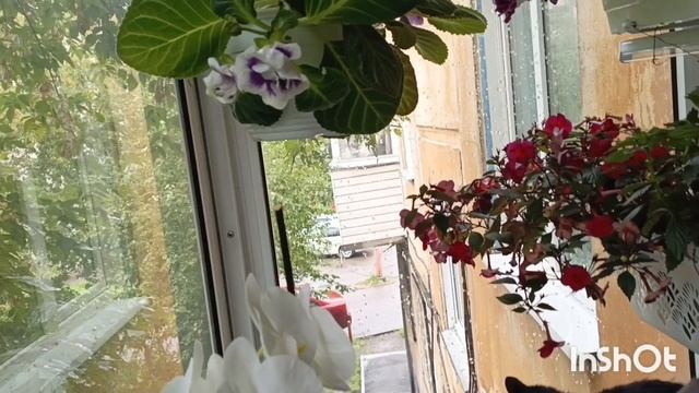 замена проводки! как себя чувствуют мои котики и цветочки! хроника дней суровых 😁🙏🤦♀ смотреть онлайн